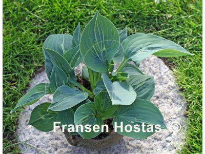 Hosta Hosta